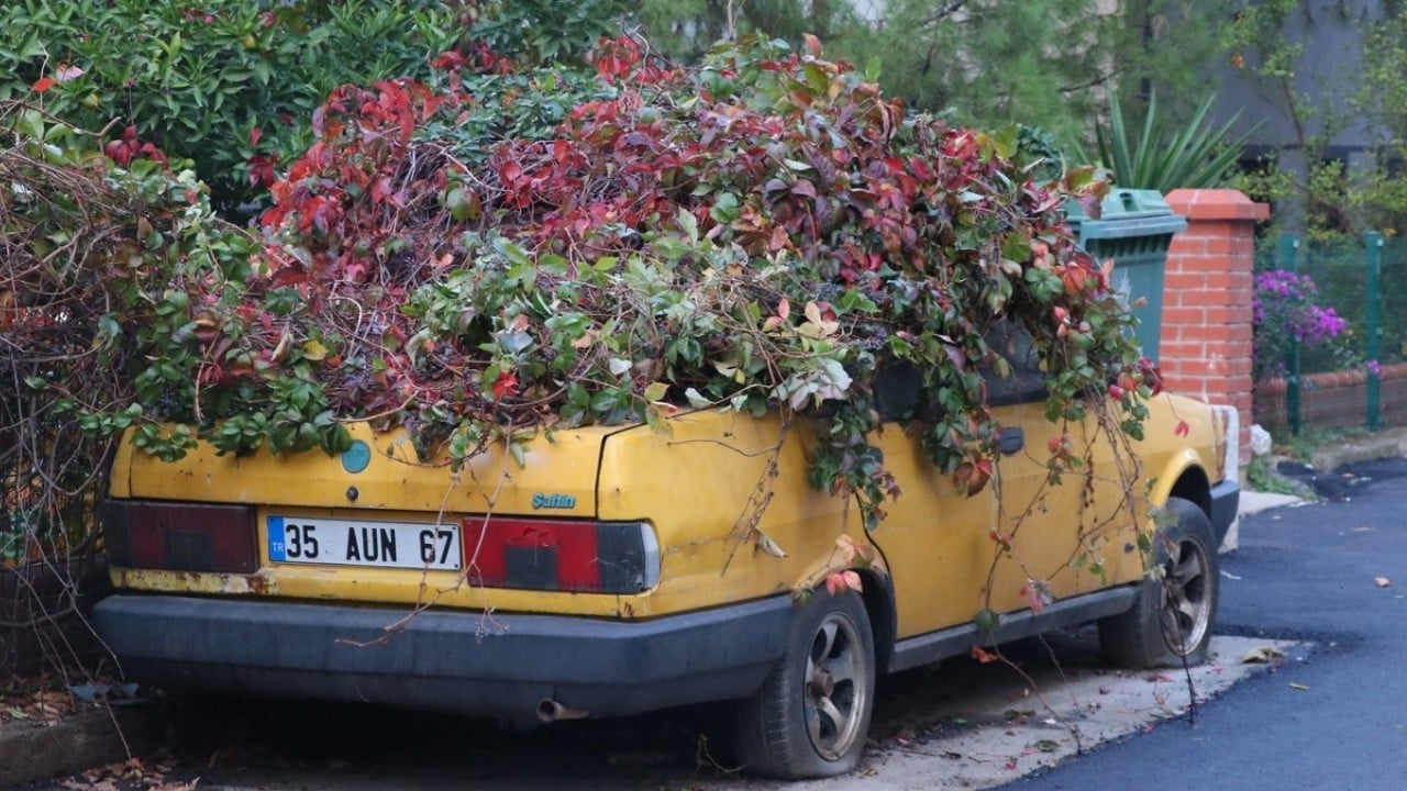 Foto - 8 yıldır park halindeydi! İşte sarmaşıklı otomobilin hikâyesi…