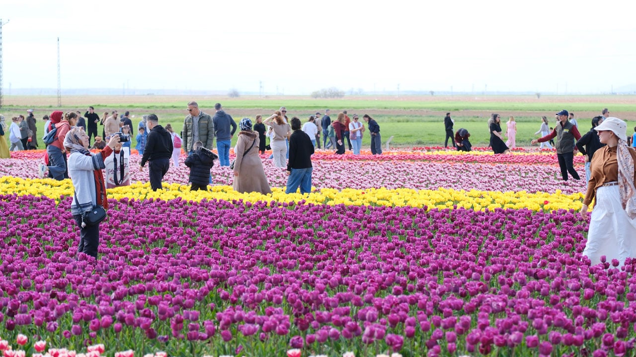 Foto - 9 günde 400 bin kişi gezdi! Türkiye’nin en büyük lale tarlasına ziyaretçi akını