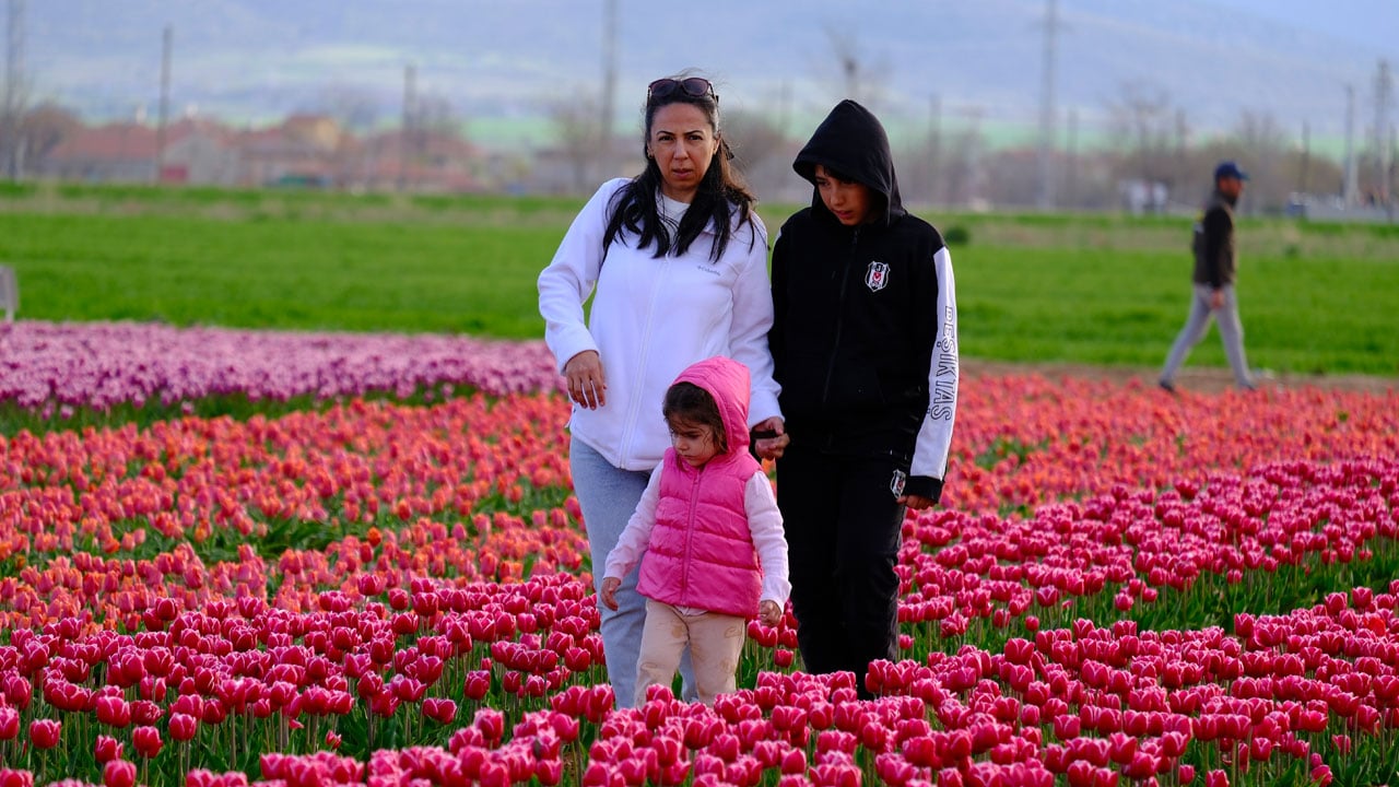 Foto - 9 günde 400 bin kişi gezdi! Türkiye’nin en büyük lale tarlasına ziyaretçi akını