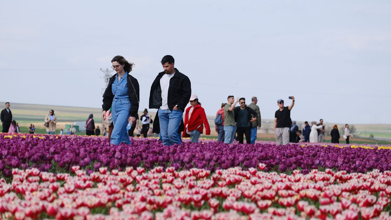 Foto - 9 günde 400 bin kişi gezdi! Türkiye’nin en büyük lale tarlasına ziyaretçi akını