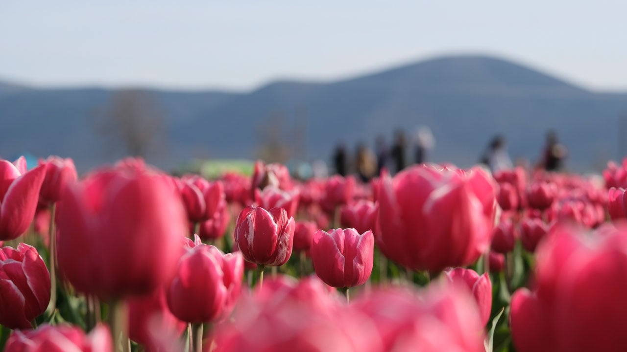 Foto - 9 günde 400 bin kişi gezdi! Türkiye’nin en büyük lale tarlasına ziyaretçi akını