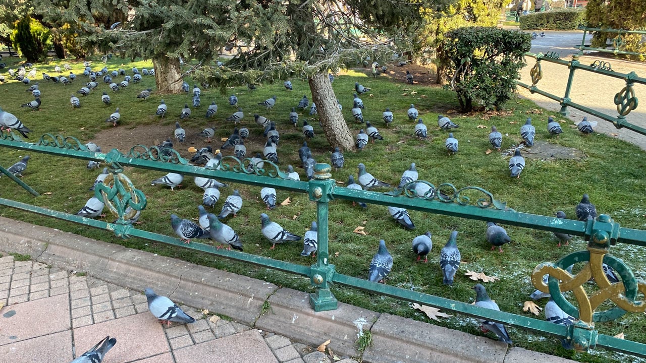 Foto - 9 saat boyunca sokaklarda! 74 yaşındaki kadının yaşam mücadelesi