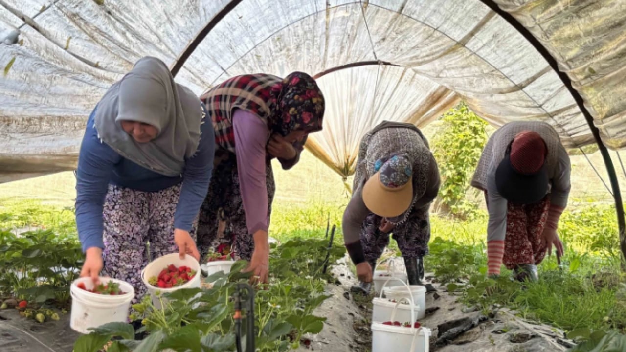 Foto - 90 gün sonra ilk hasat yapıldı! Yaz aylarının en sevilen meyvesi görücüye çıktı