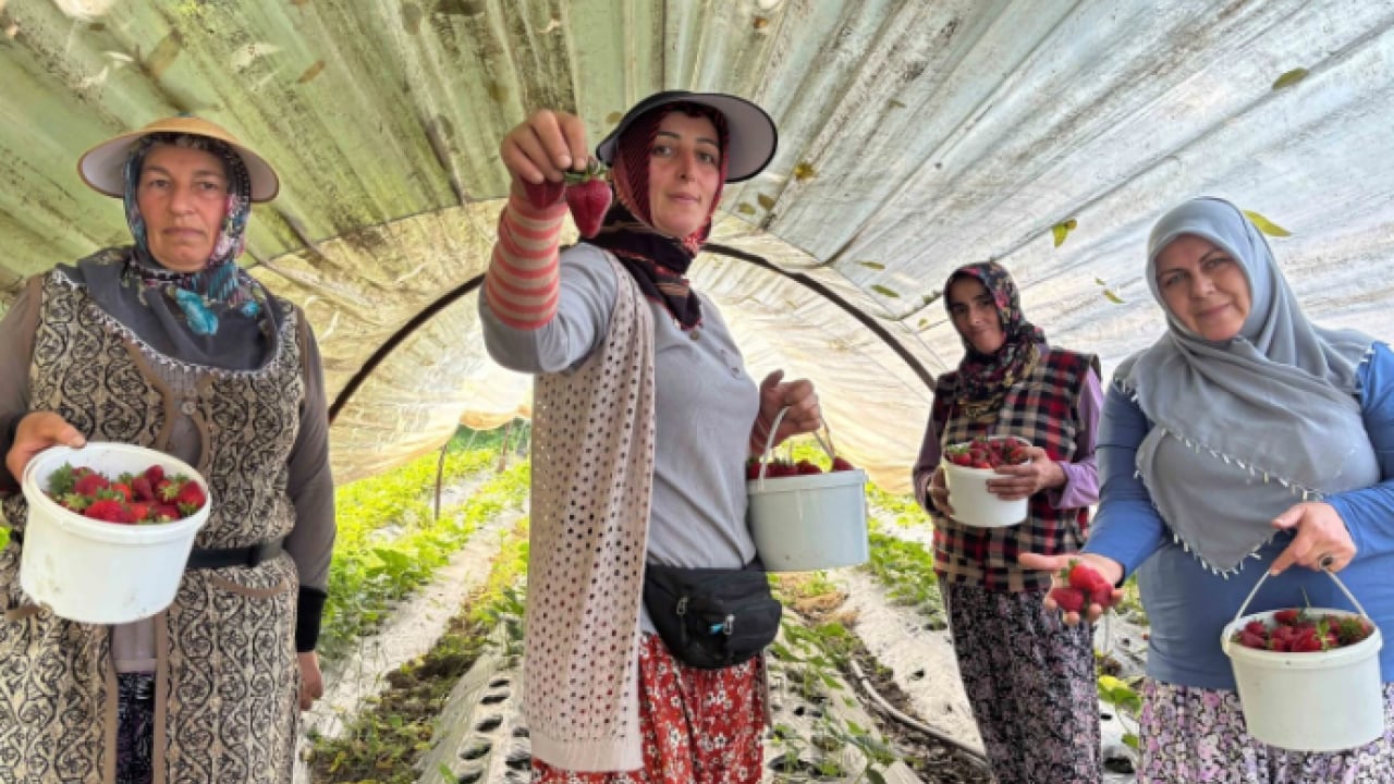 Foto - 90 gün sonra ilk hasat yapıldı! Yaz aylarının en sevilen meyvesi görücüye çıktı