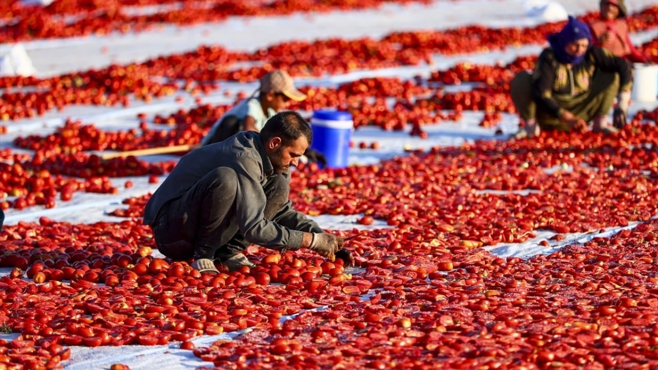 Foto - 91 ülkeye ihraç edildi Kurusu daha çok kazandırdı