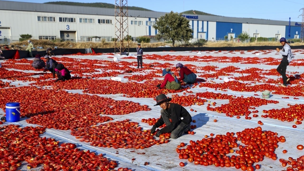 Foto - 91 ülkeye ihraç edildi Kurusu daha çok kazandırdı