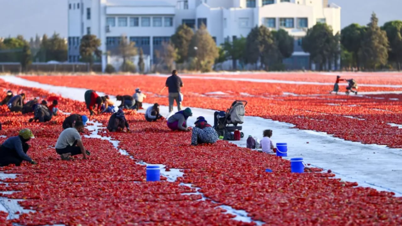 Foto - Kavurucu güneşte bekletiliyor! 91 ülkeye ihraç ediliyor! 