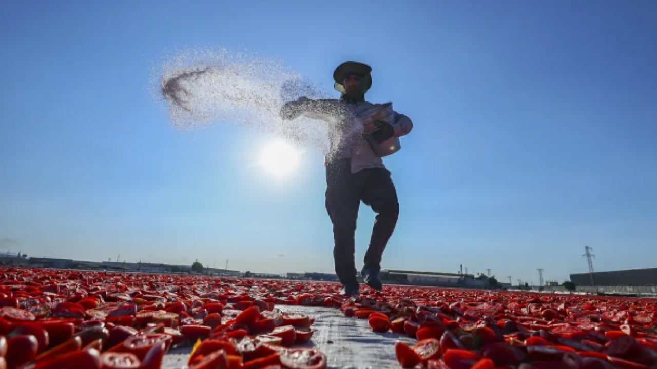 Foto - Kavurucu güneşte bekletiliyor! 91 ülkeye ihraç ediliyor! 
