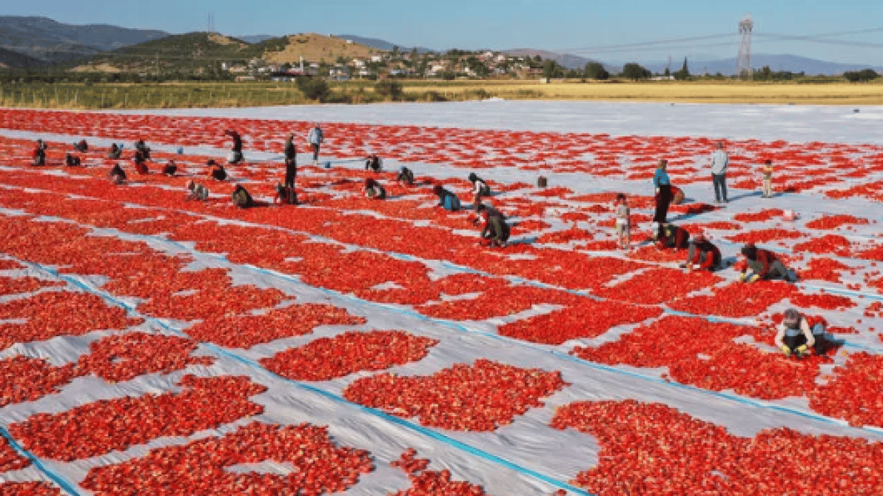 Foto - Kavurucu güneşte bekletiliyor! 91 ülkeye ihraç ediliyor! 