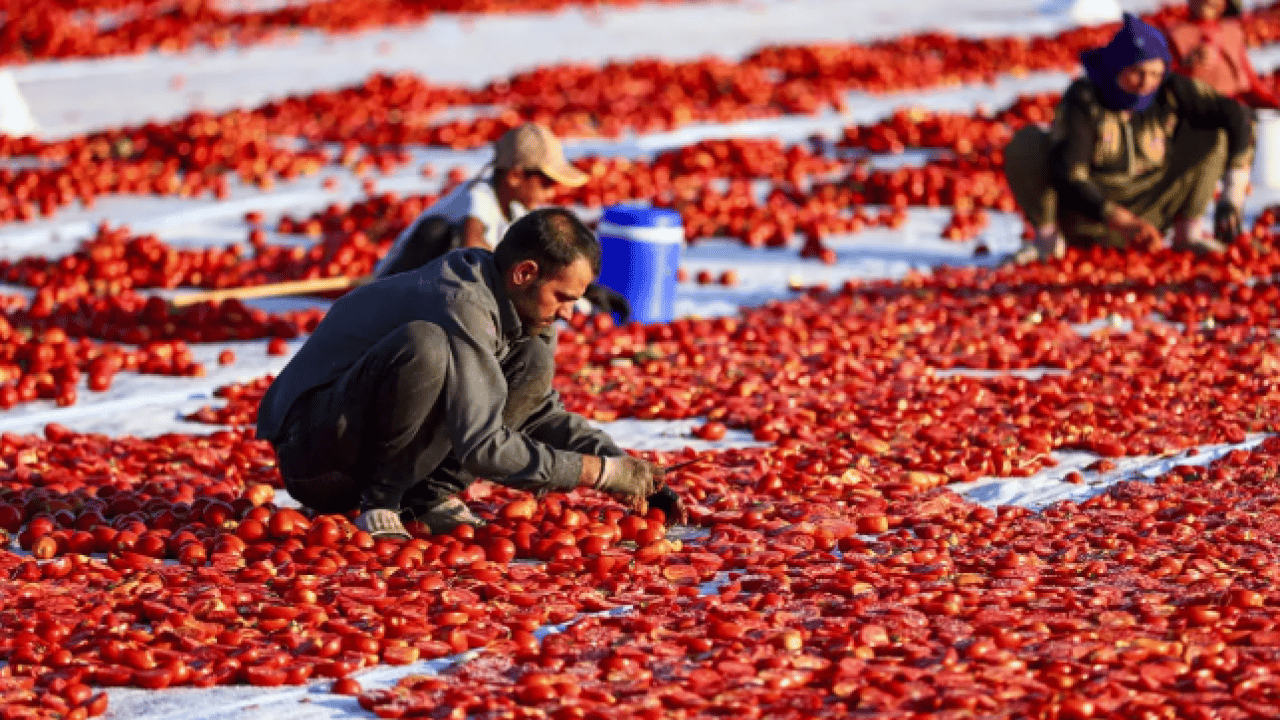 Foto - Kavurucu güneşte bekletiliyor! 91 ülkeye ihraç ediliyor! 
