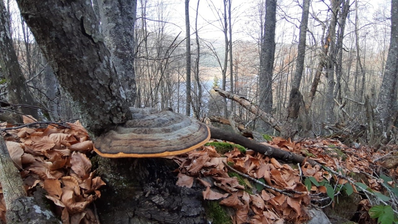 Foto - Abant hayran bıraktı