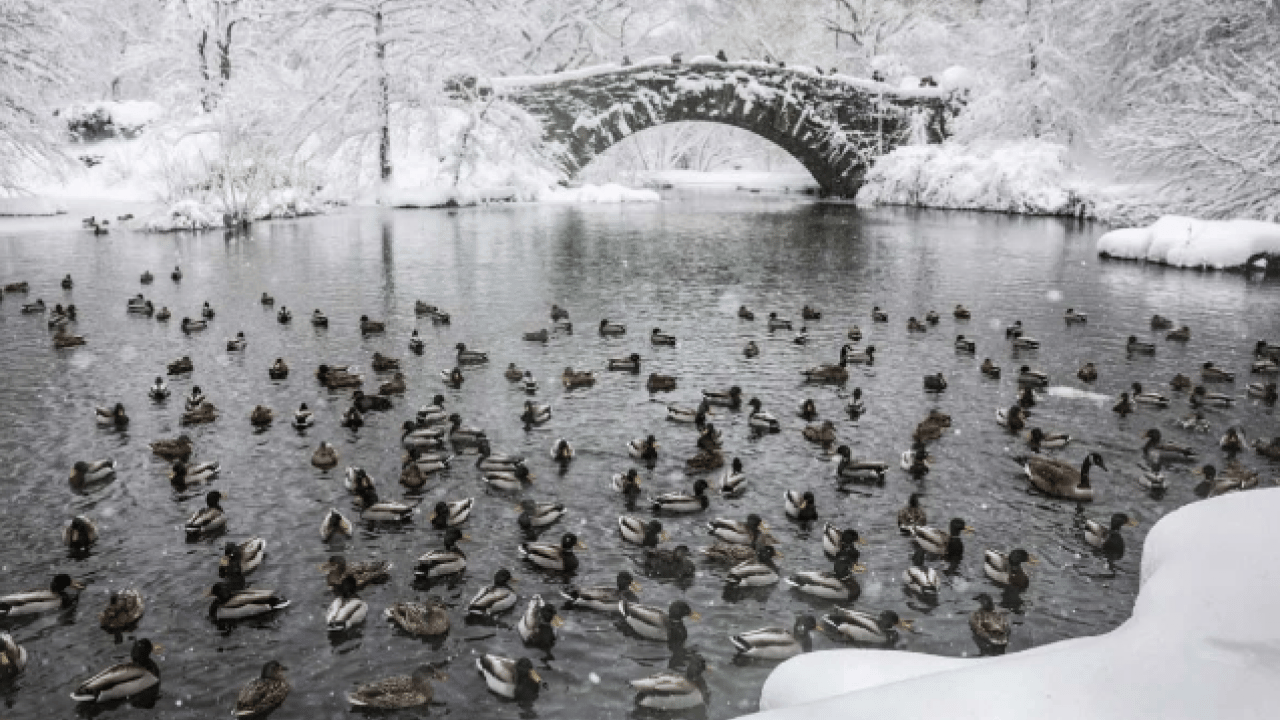 Foto - ABD’de kar fırtınası sürüyor! Kar kalınlığı 94 santimi buldu! 5 binden fazla uçuş iptal