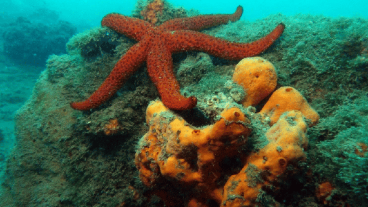 Foto - ABD'li dergi seçti: Türkiye dünyanın en iyi 5 dalış destinasyonu arasında!
