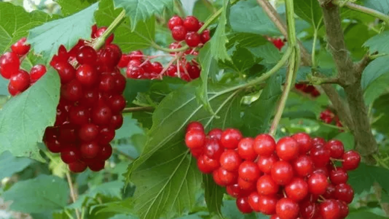 Foto - ABD'li uzman açıkladı: Doğal kalp ilacı Kayseri'de!