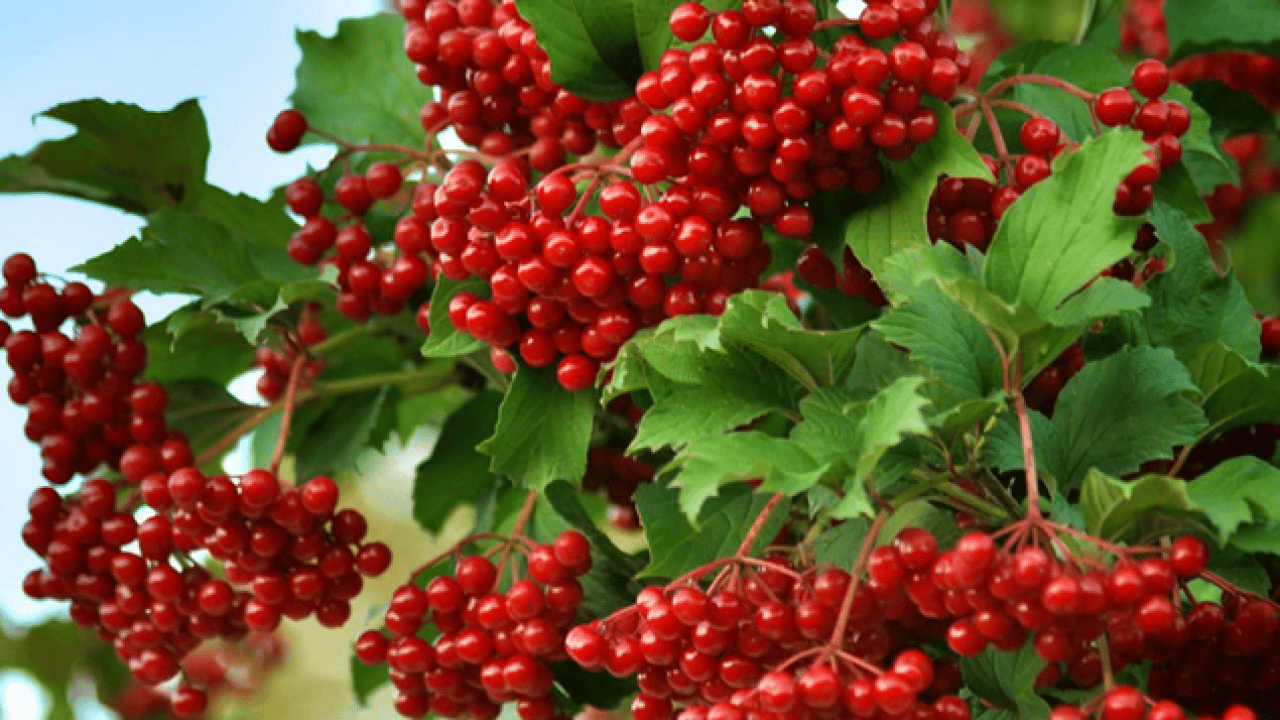 Foto - ABD'li uzman açıkladı: Doğal kalp ilacı Kayseri'de!