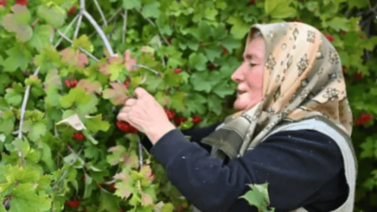 Foto - ABD'li uzman açıkladı: Doğal kalp ilacı Kayseri'de!