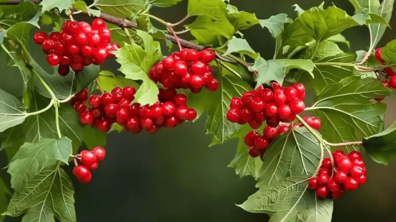 Foto - ABD'li uzman açıkladı: Doğal kalp ilacı Kayseri'de!