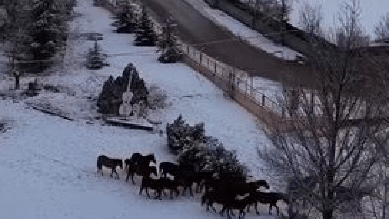 Foto - Aç kalan yılkı atları şehir merkezine indi