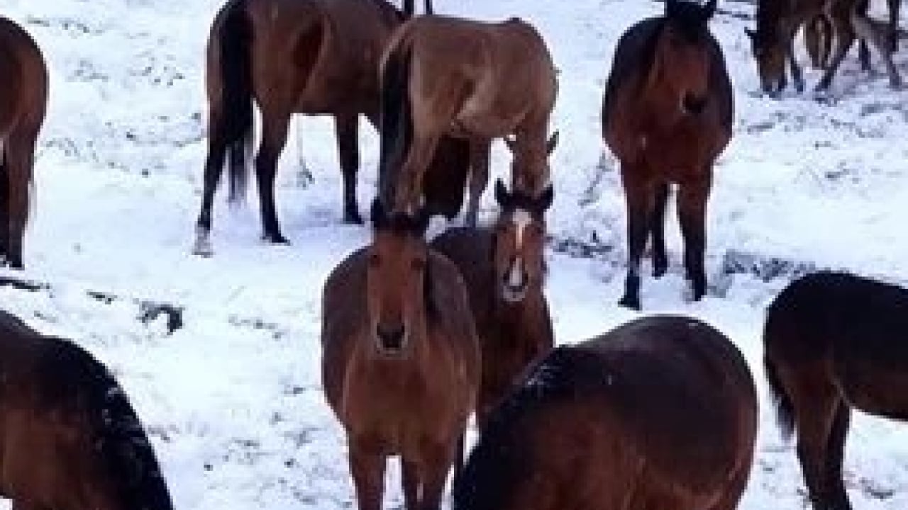 Aç kalan yılkı atları şehir merkezine indi