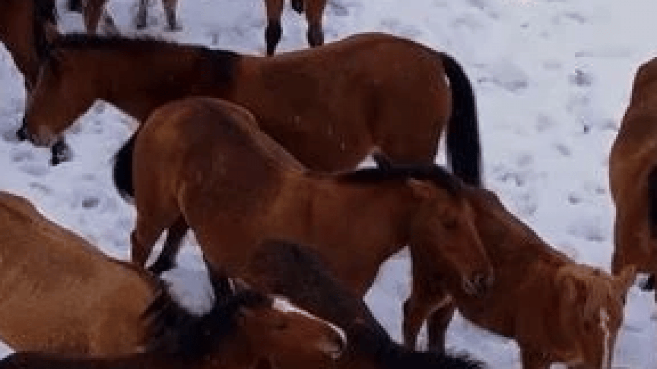 Foto - Aç kalan yılkı atları şehir merkezine indi