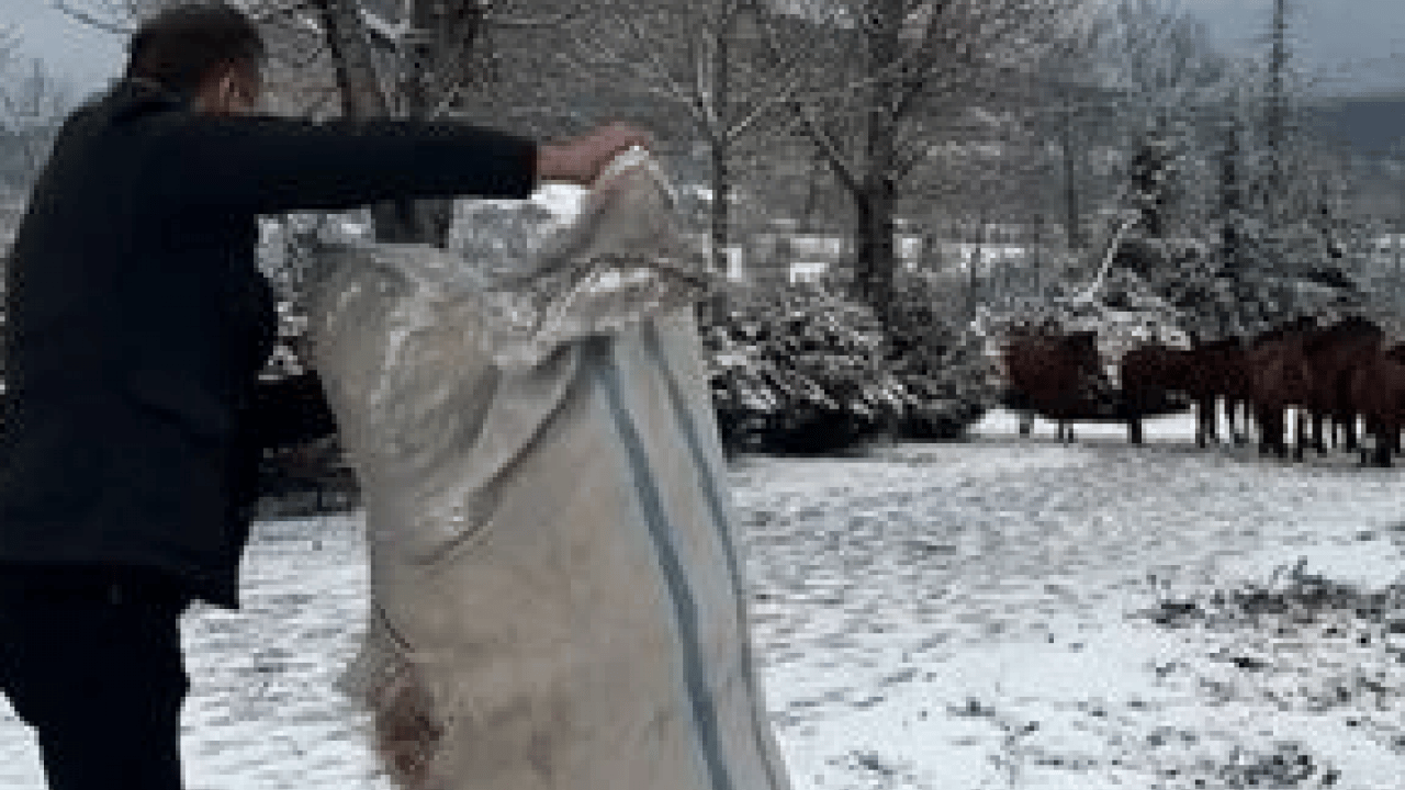 Foto - Aç kalan yılkı atları şehir merkezine indi