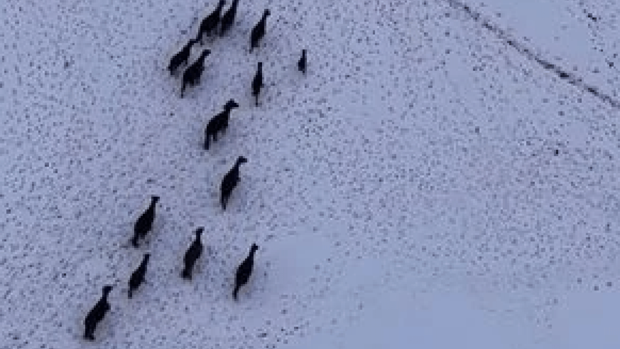 Foto - Aç kalan yılkı atları şehir merkezine indi