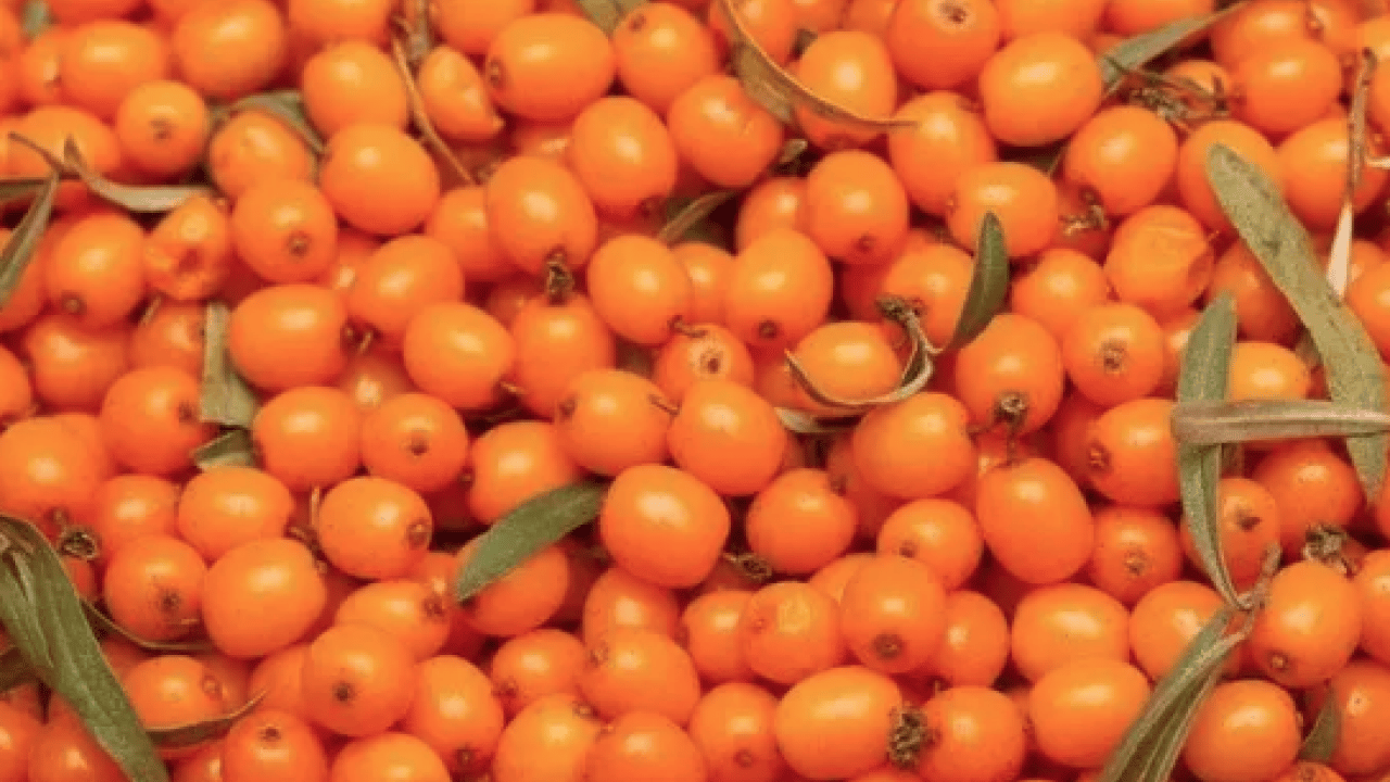 Foto - Aç karnına bir avuç yerseniz... Tabağına diz diz tüket ve hastalıklardan kurtul! 