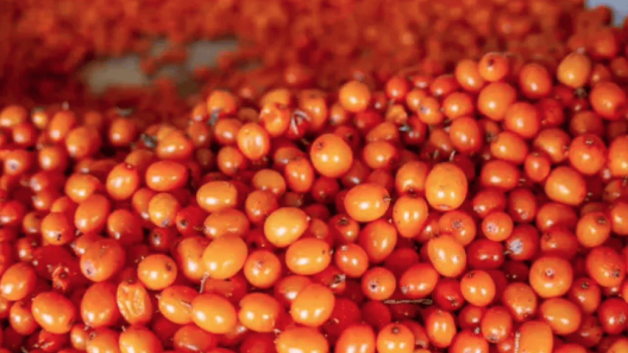 Foto - Aç karnına bir avuç yerseniz... Tabağına diz diz tüket ve hastalıklardan kurtul! 