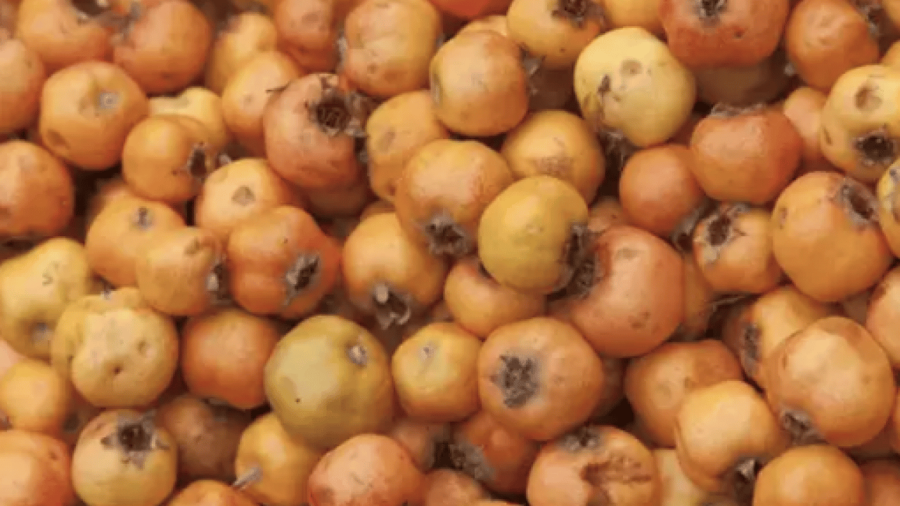 Foto - Aç karnına bir avuç yerseniz... Tabağına diz diz tüket ve hastalıklardan kurtul! 