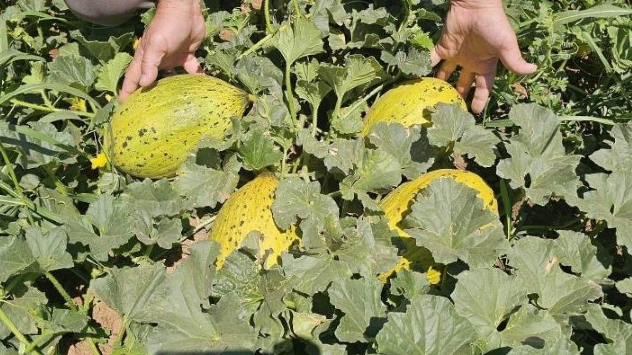 Foto - Acıpayam kavununda ilk hasat gerçekleşti