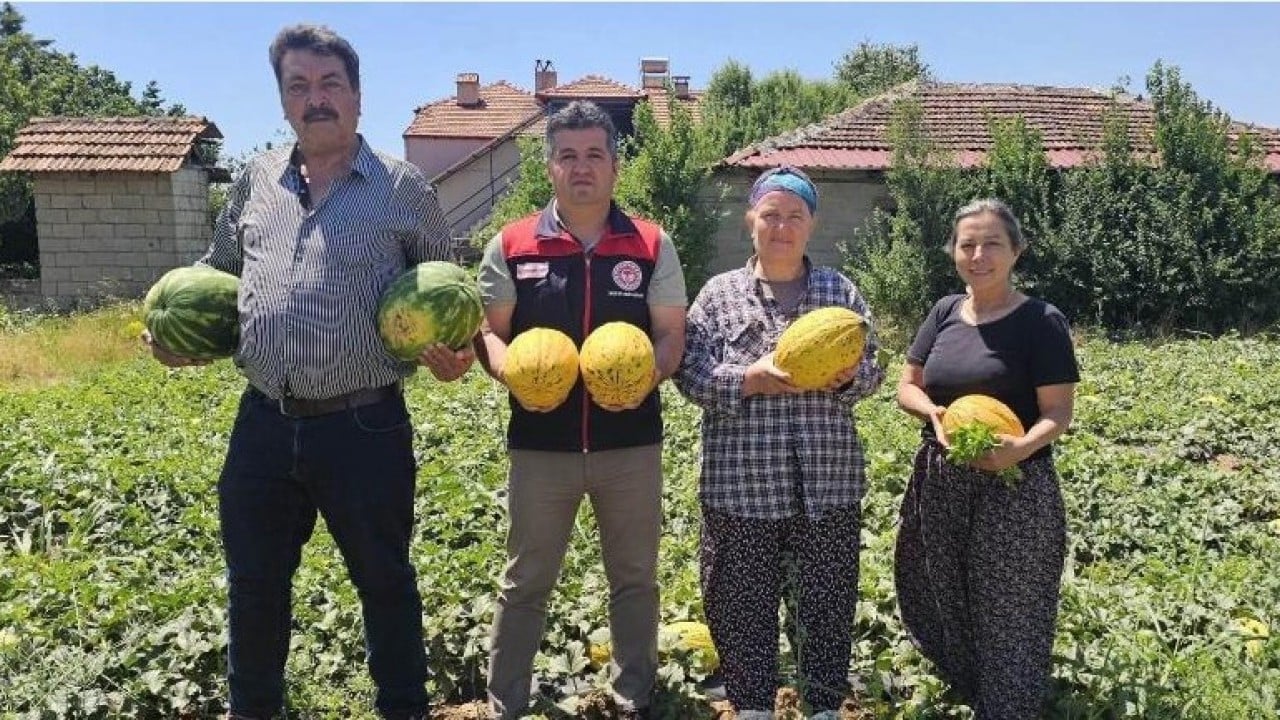 Foto - Acıpayam kavununda ilk hasat gerçekleşti