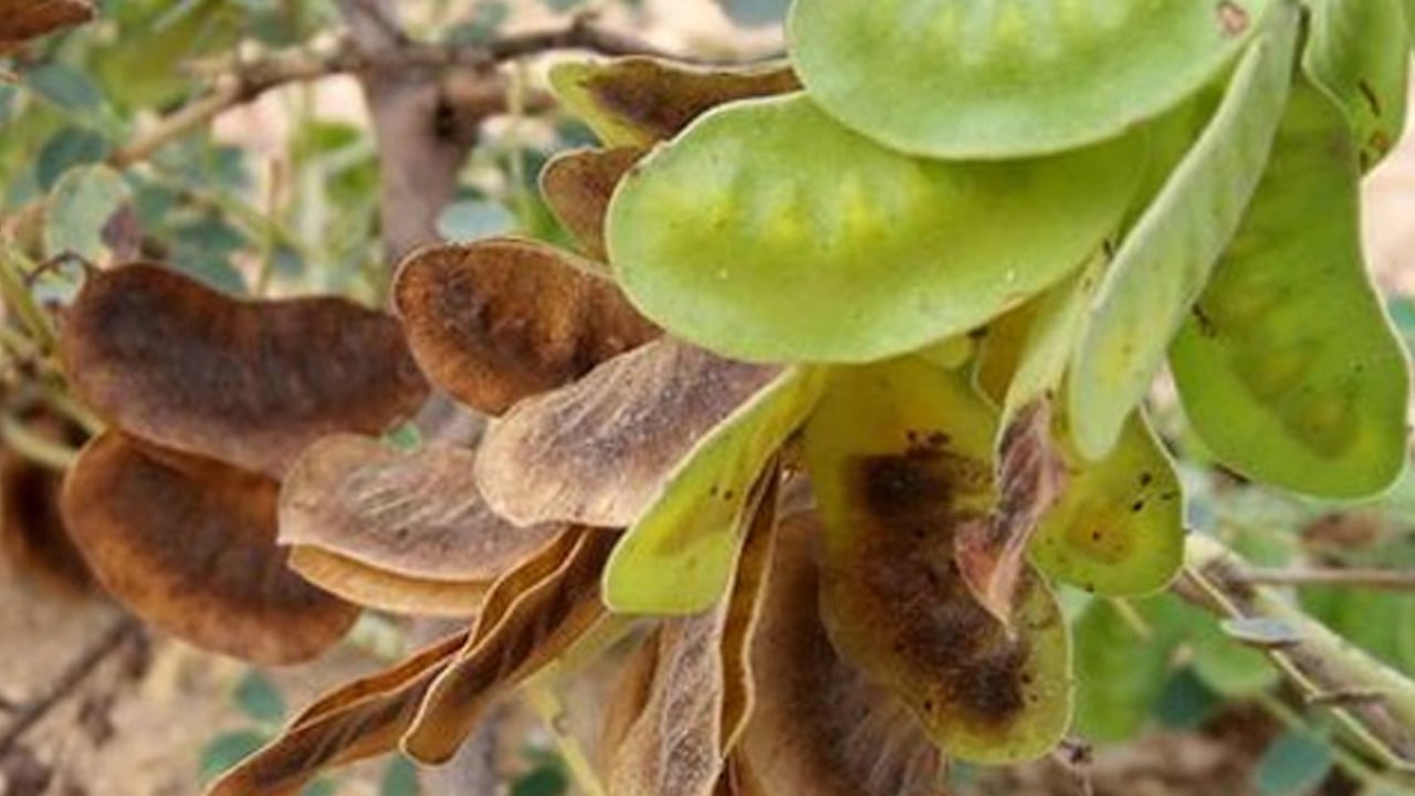 Foto - Açlık otunun faydaları nelerdir? Bu çay parazit düşmanı ve bağırsaklar güçlendiriyor! 