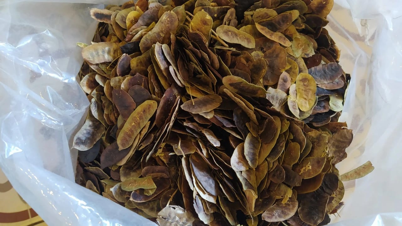 Açlık otunun faydaları nelerdir? Bu çay parazit düşmanı ve bağırsaklar güçlendiriyor! 