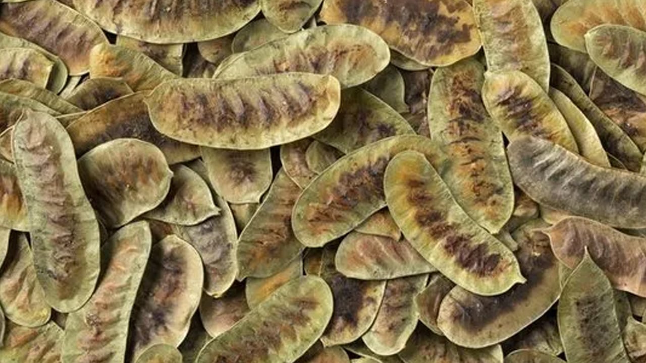 Foto - Açlık otunun faydaları nelerdir? Bu çay parazit düşmanı ve bağırsaklar güçlendiriyor! 