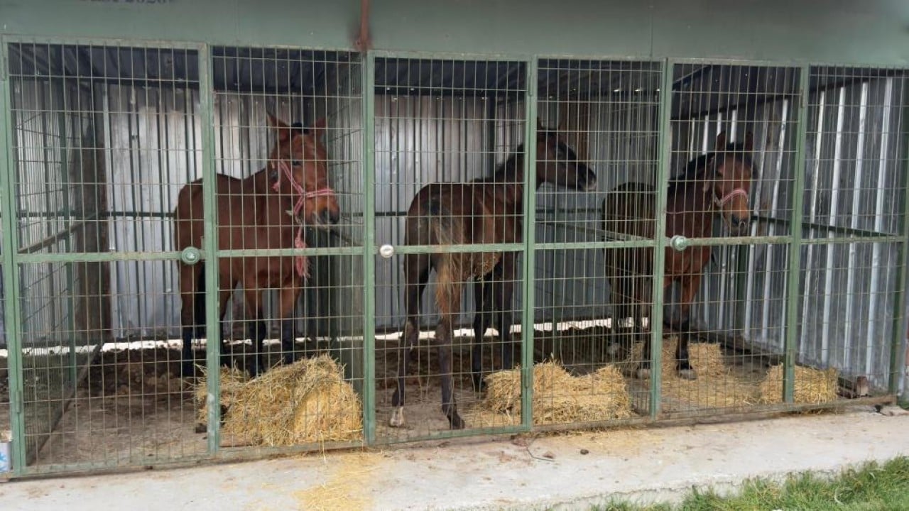 Foto - Adalar’daki yüzlerce at kim vurduya gitmişti Çeyrek ton at eti ele geçirildi