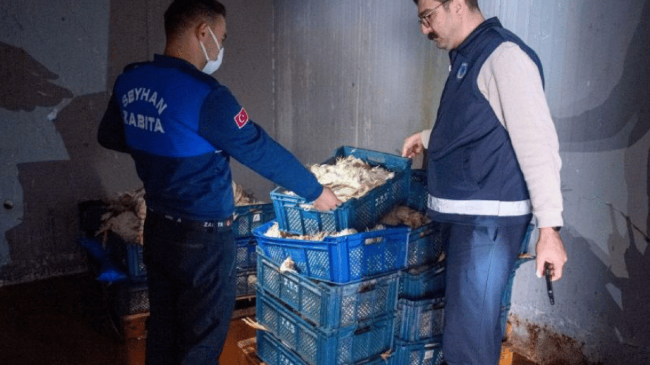 Foto - Adana’da mide bulandıran görüntü! 25 kasa kokmuş tavuk