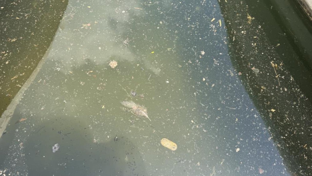 Foto - Adana’da Seyhan Nehri ve çevresindeki kirliliğe vatandaştan tepki! Nehirde pislik kol geziyor