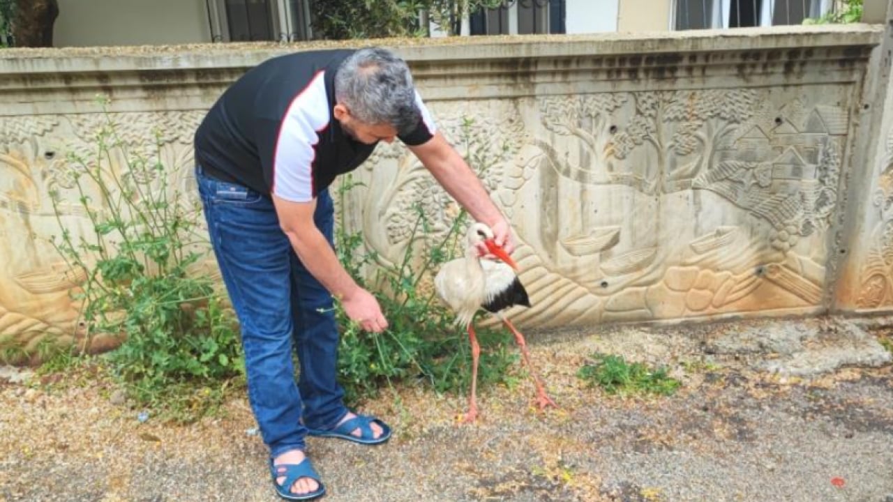 Foto - Adana’da yaralı leylek sahipsiz kalmadı