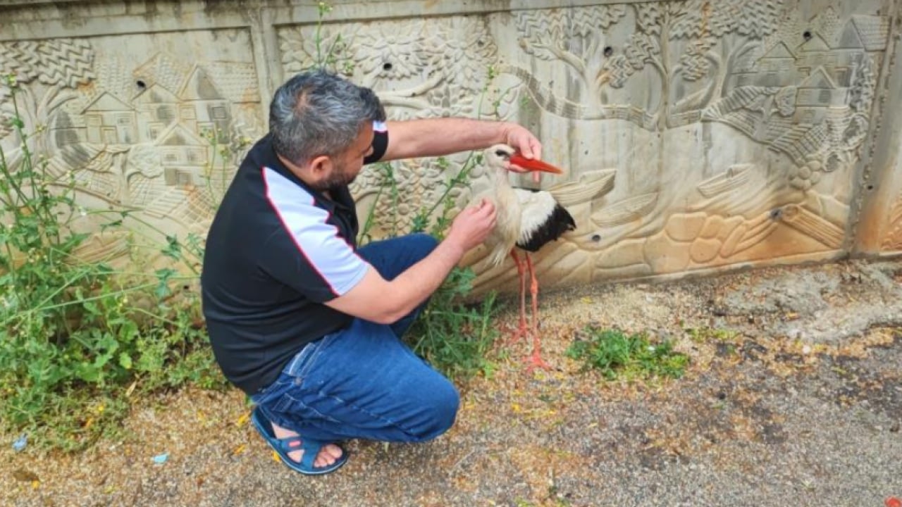 Foto - Adana’da yaralı leylek sahipsiz kalmadı