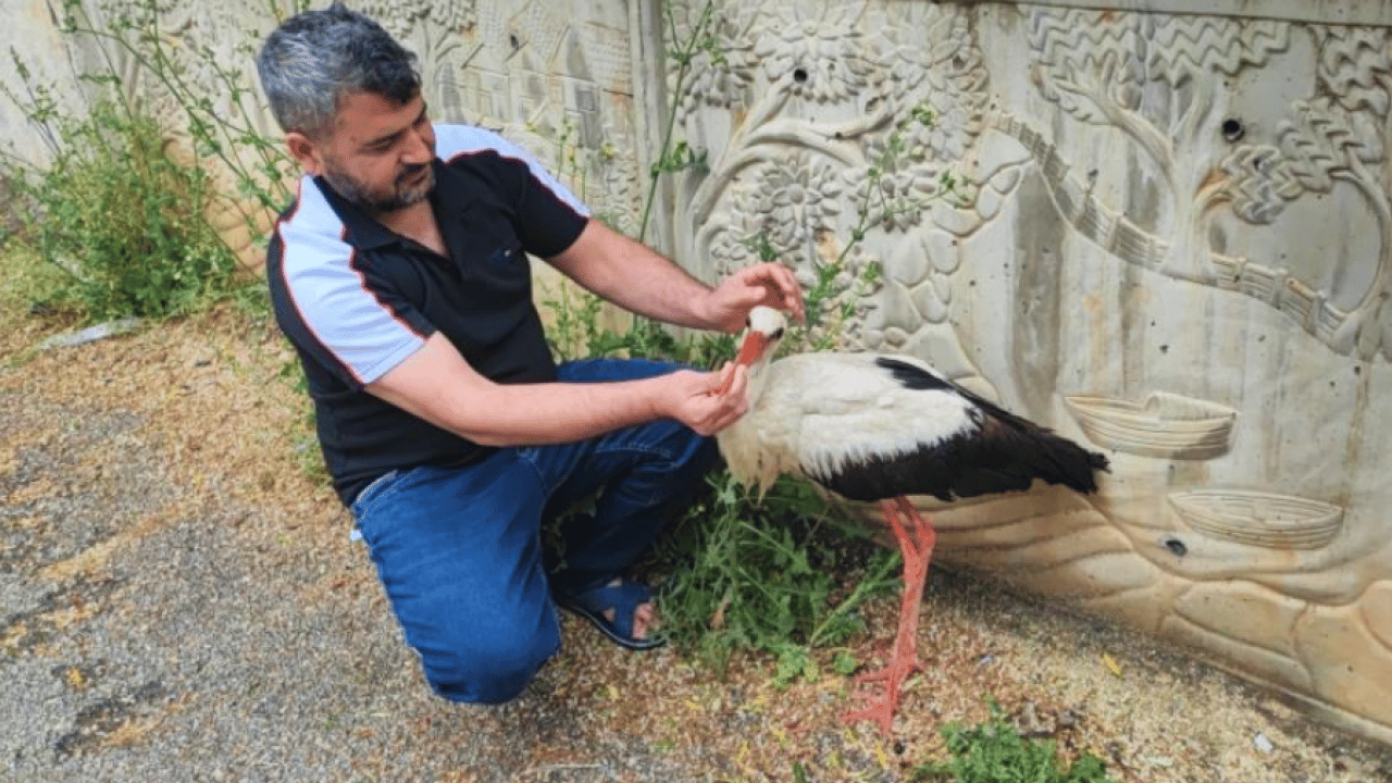 Foto - Adana’da yaralı leylek sahipsiz kalmadı