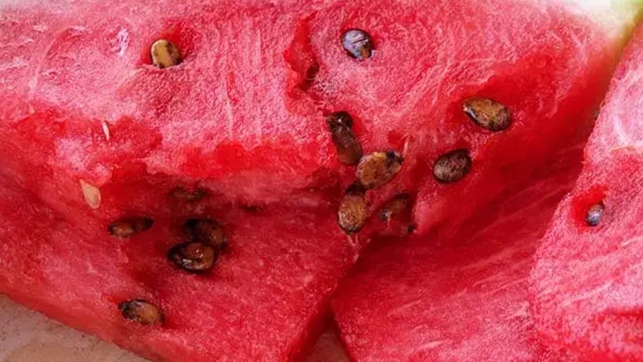 Foto - Adana’nın bereketli toprakları yine yeşilleniyor: Karpuzun hasadı başladı! Karpuz kesmenin de sırrı var...