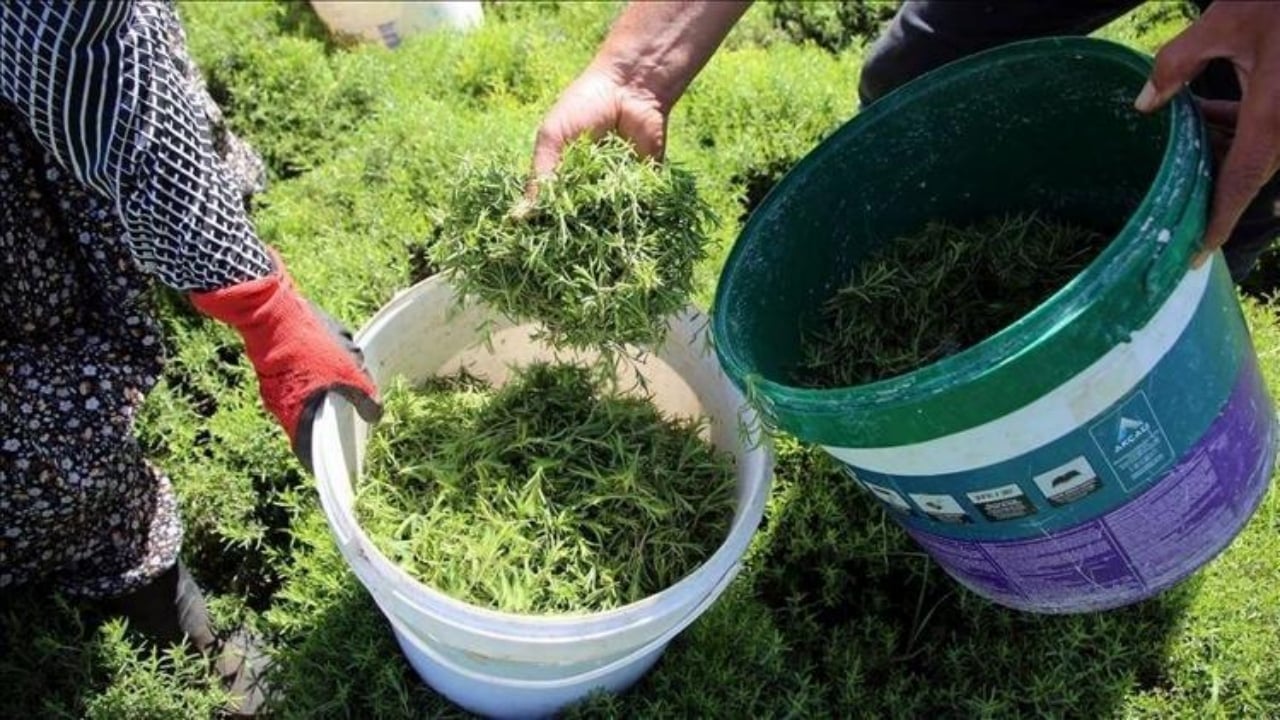 Adeta toprak altından hazine fışkırıyor! Köylünün gizli serveti kış gelince gram altınla yarışıyor