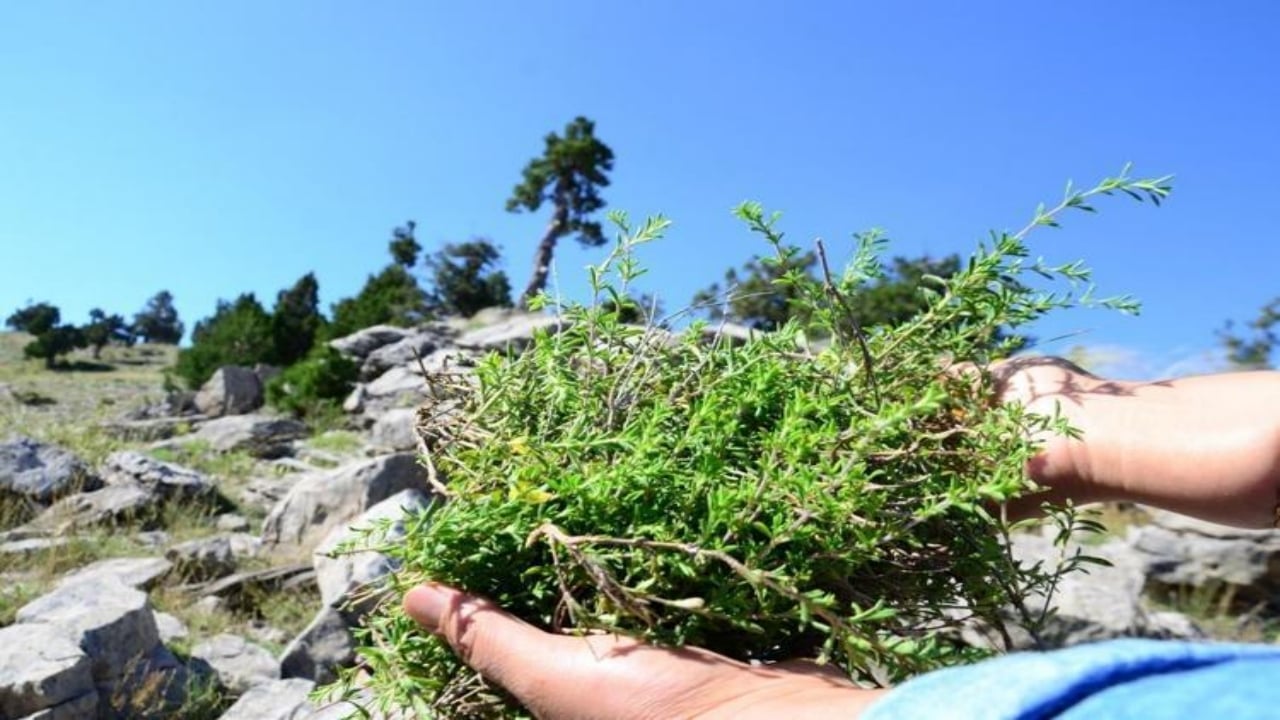 Foto - Adeta toprak altından hazine fışkırıyor! Köylünün gizli serveti kış gelince gram altınla yarışıyor