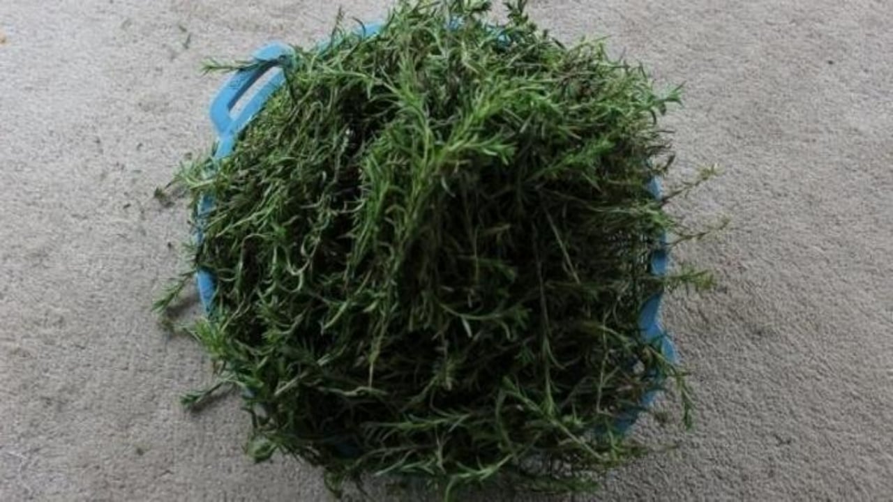 Foto - Adeta toprak altından hazine fışkırıyor! Köylünün gizli serveti kış gelince gram altınla yarışıyor