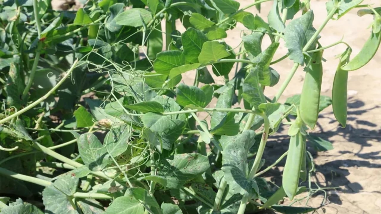 Adı "Mardin canavarı" kendi servet değerinde! Öyle bir talep var ki kapış kapış gidiyor