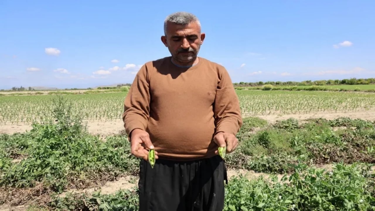Foto - Adı "Mardin canavarı" kendi servet değerinde! Öyle bir talep var ki kapış kapış gidiyor