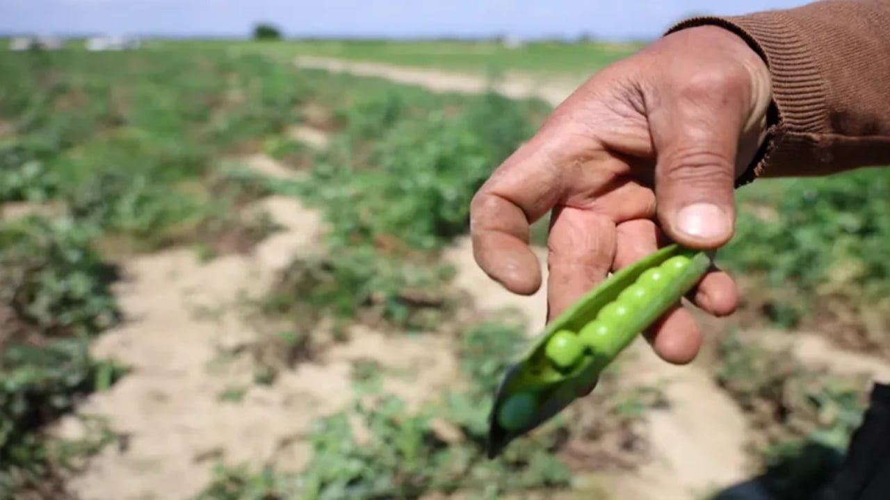 Foto - Adı "Mardin canavarı" kendi servet değerinde! Öyle bir talep var ki kapış kapış gidiyor