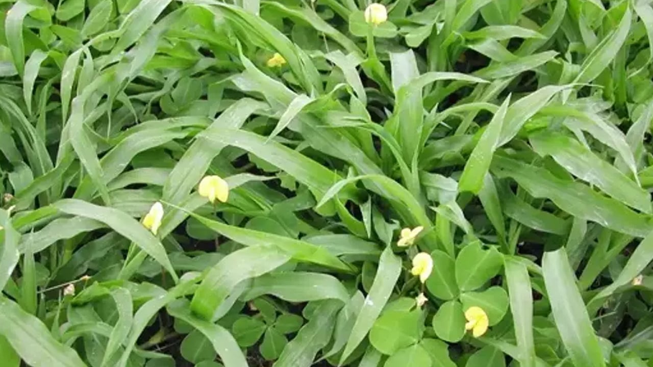 Foto - Otların padişahı her derde deva: Yemlik otu yemeği nasıl yapılır? 
