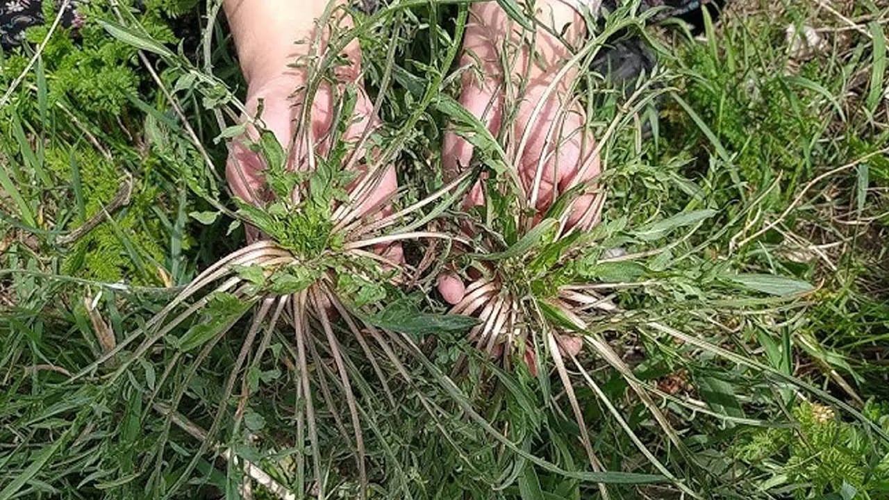 Foto - Otların padişahı her derde deva: Yemlik otu yemeği nasıl yapılır? 
