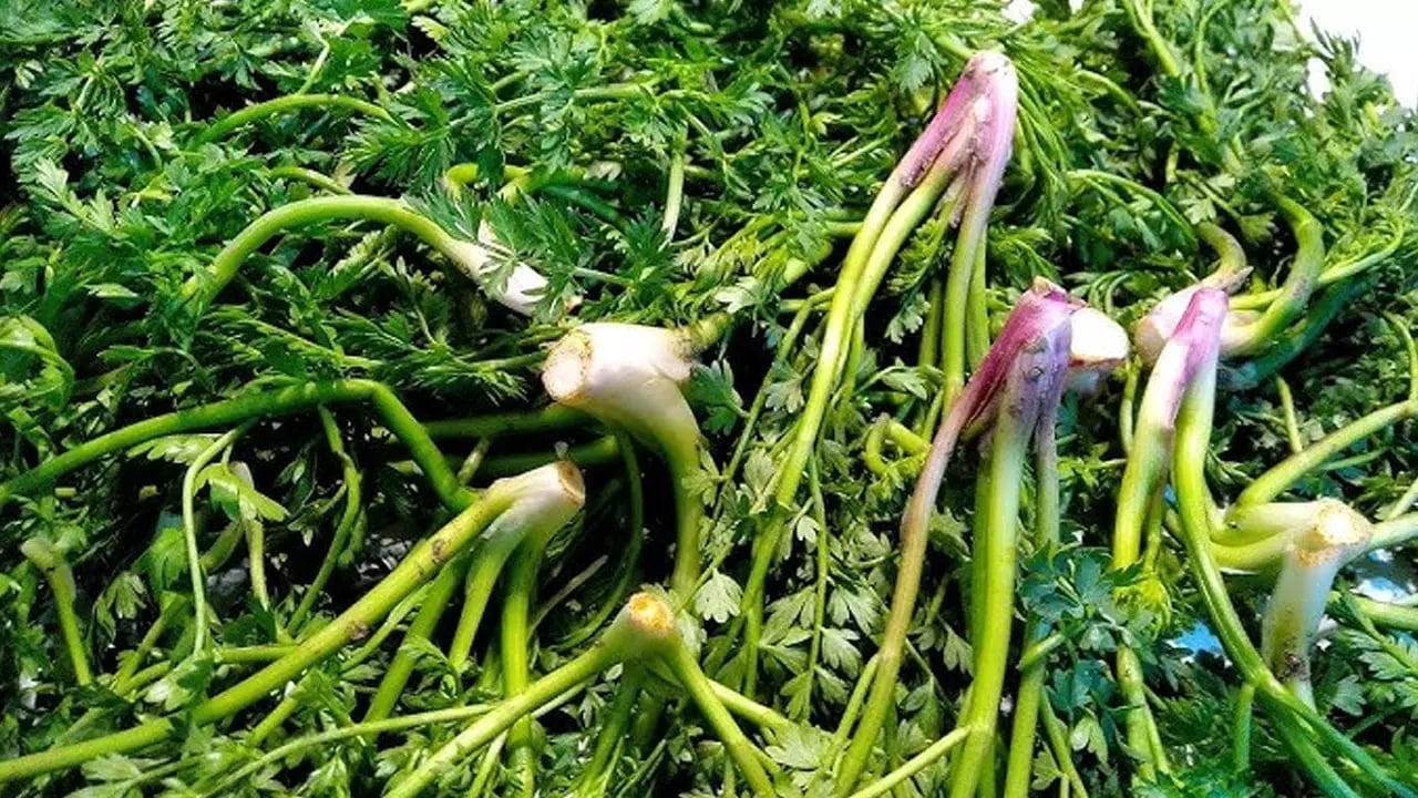 Foto - Otların padişahı her derde deva: Yemlik otu yemeği nasıl yapılır? 